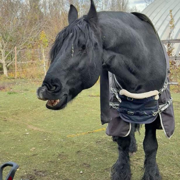 Die 20 Pferde wurden gut versorgt