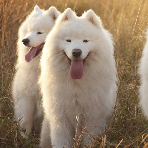 Drei weiße Samojeden-Hunde mit dichtem Winterfell stehen im Feld. 