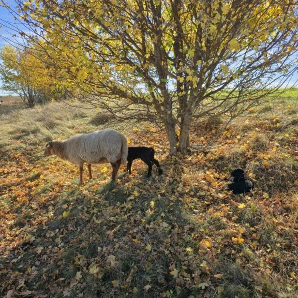 Mutterschaf mit zwei schwarzen Lämmern auf Trockenrasenflächen neben S1. 