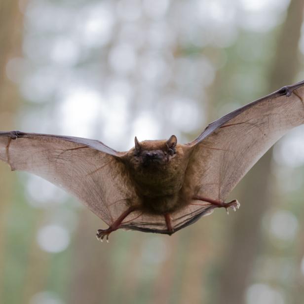 Eine Fledermaus fliegt durch den Winterwald.