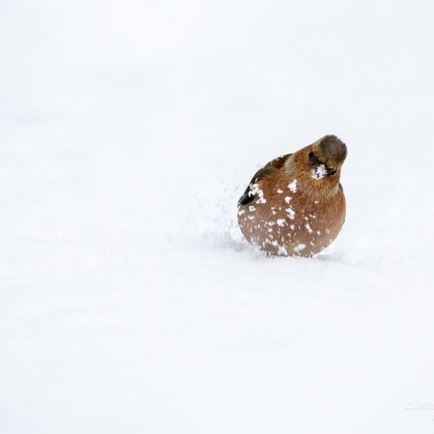 Ein Buchfink sitzt im Schnee. 