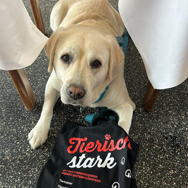 Ein Labrador liegt auf dem Boden zwischen zwei Tischbeinen neben einer schwarzen Stofftasche.