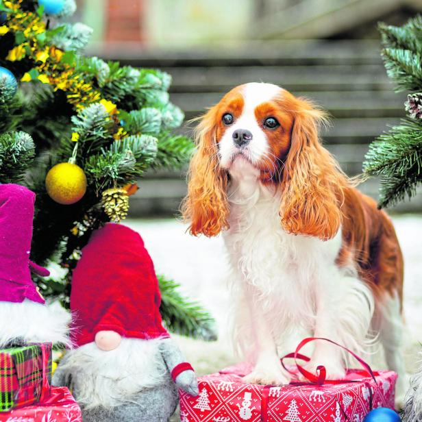Ein süßer Cavalier King Charles Spaniel steht verloren auf einem Weihnachtsmarkt.