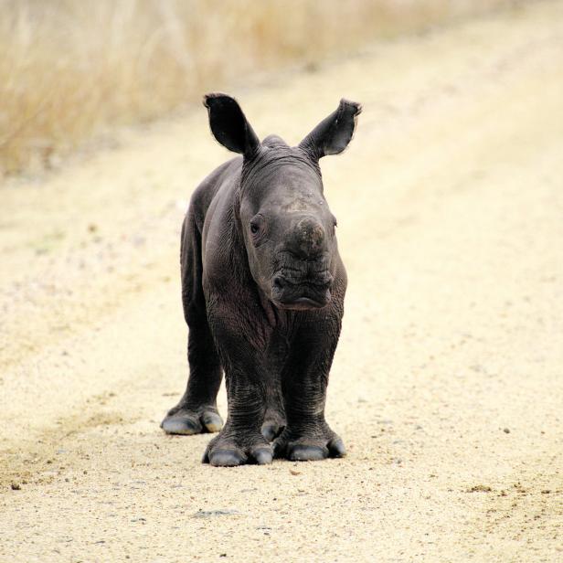 Ein  junges Breitmaulnashorn steht verwaist auf einer Sandpiste.