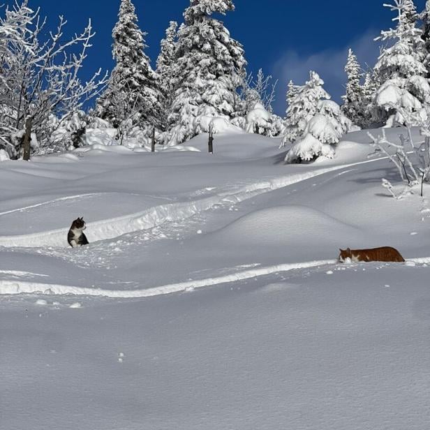 Aufwendige Rettung: Katzen im Schnee auf Berg zurückgelassen