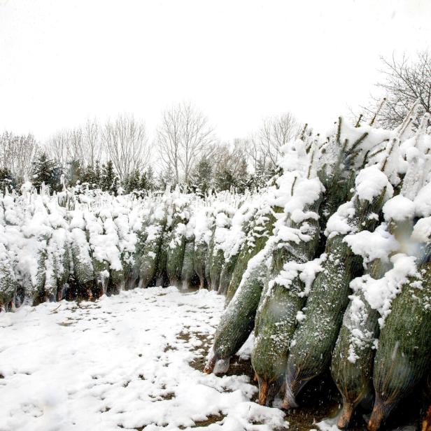 Weihnachtsbäume liegen im Schnee