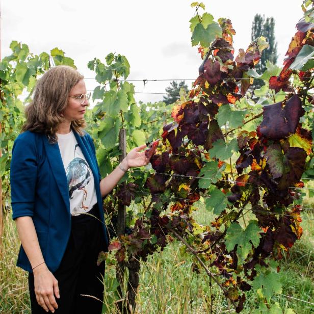 Eine Frau betrachtet in einem Weinberg Reben mit teils grünem, teils rot verfärbtem Laub.