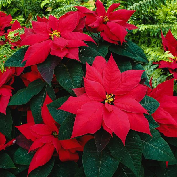 Rot blühender Weihnachtsstern mit grünen Blättern