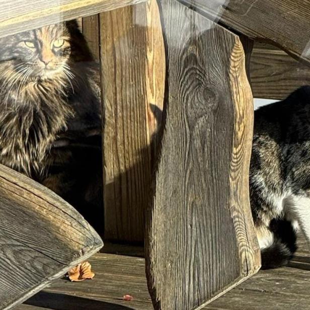 Katzen auf Berg ausgesetzt