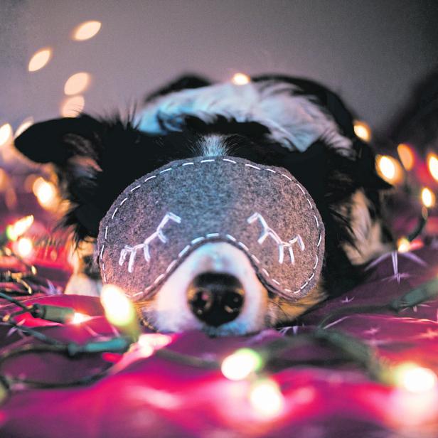 Ein Hund mit Schlafmaske liegt entspannt auf einer Lichterkette.