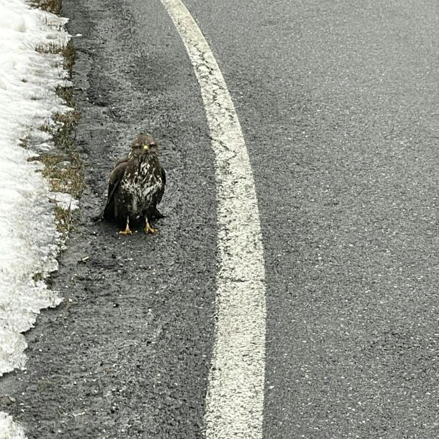 Verletzter Mäusebussard in Salzburg von Straße gerettet