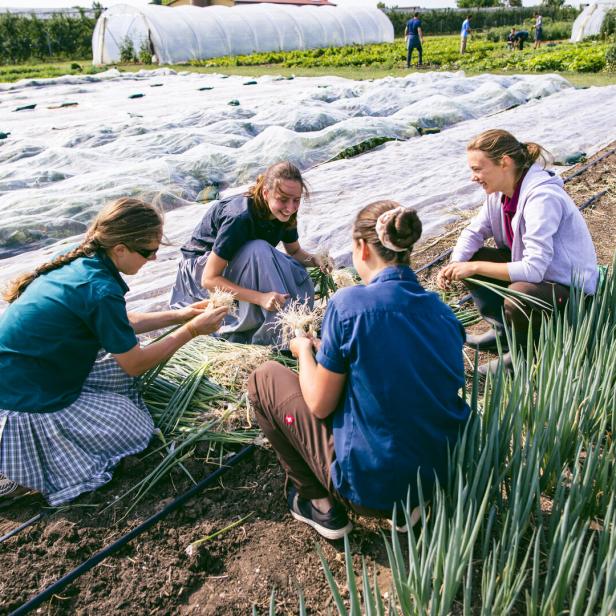 Gruppe beim Gemüseanbau