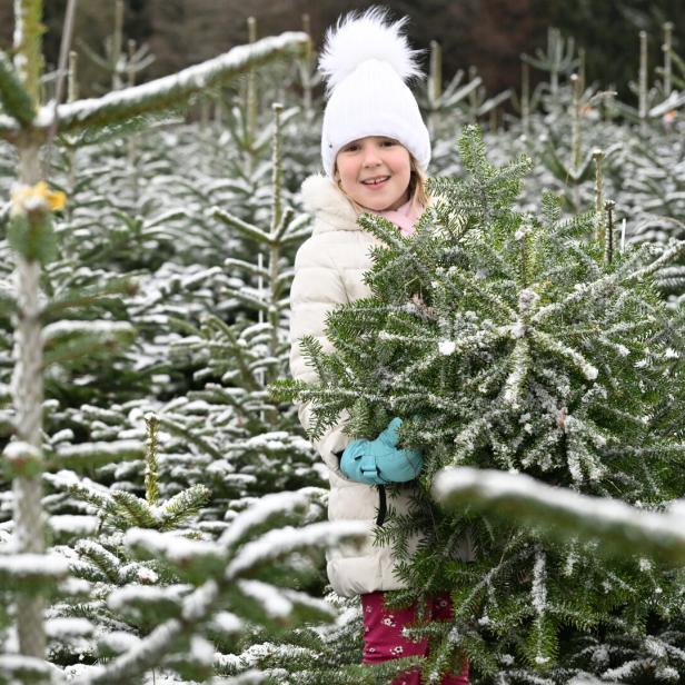 Kleines Mädchen steht in einem Christbaumwald 