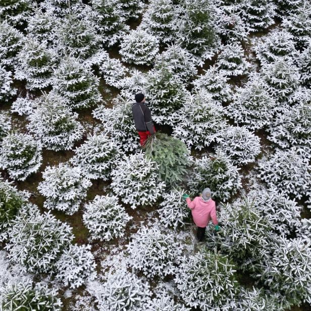 ++ THEMENBILD ++ WEIHNACHTEN / BRAUCHTUM / CHRISTBAUM / WEIHNACHTSBAUM / CHRISTBAUMKULTUR