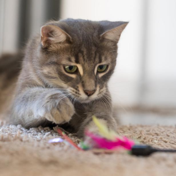 Eine Katze spielt mit einer bunten Federangel.