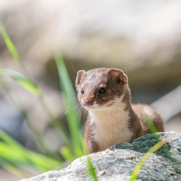 Ein braunes Mauswiesel steht auf einem Stein.