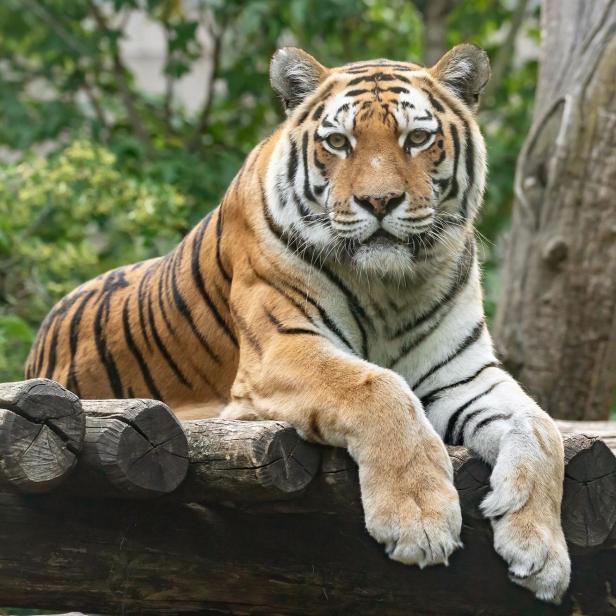 Tigerweibchen im Tiergarten Schönbrunn mit 17 Jahren gestorben