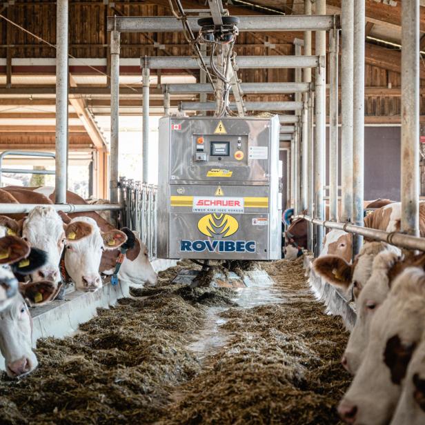 Kühe im Stall fressen Futter, das von einem automatischen Fütterungsroboter verteilt wird.