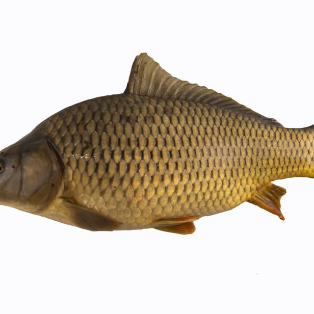 Big carp fish isolated on white