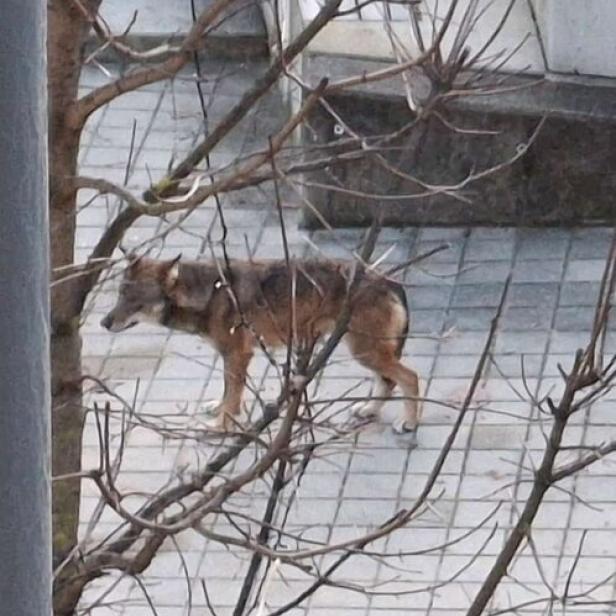 Wolf-Sichtung in St. Peter ob Judenburg