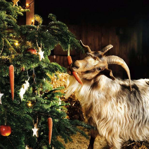 Eine Ziege frisst eine Möhre von einem mit Karotten, Äpfeln und Sternen geschmückten Tannenbaum.