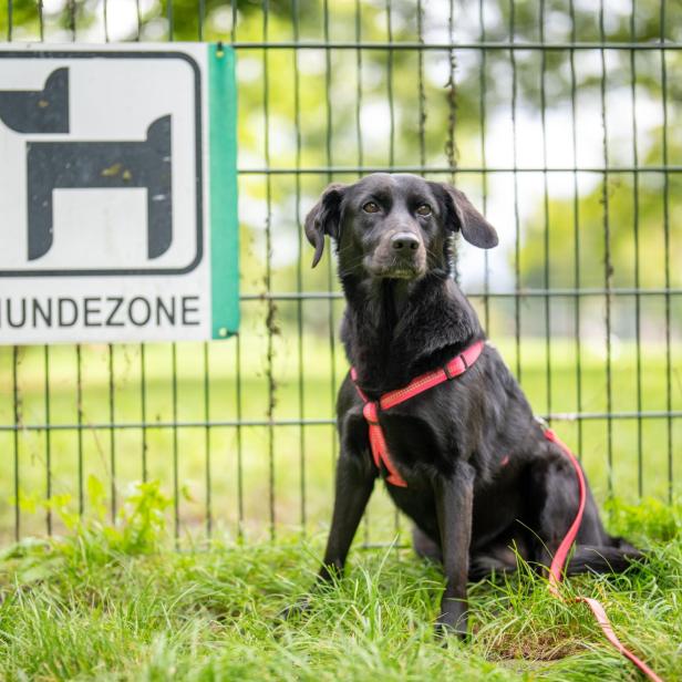 Ein schwarzer Hund sitzt vor einem Zaun mit dem Schild "Hundezone".