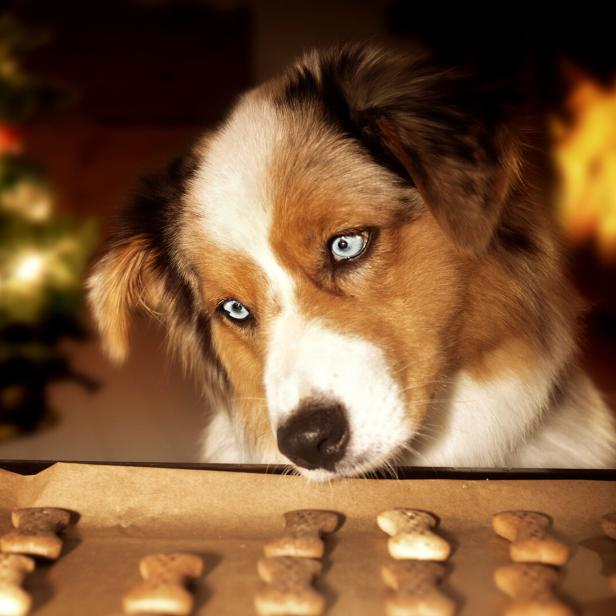 Ein Hund schaut auf ein Backblech mit Keks in Knochenform.