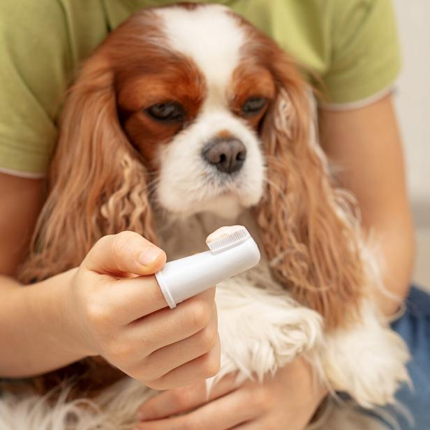 Ein Hund schaut skeptisch auf eine Zahnbürste mit Pasta.