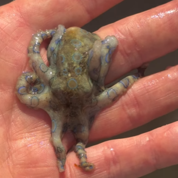 Mann hält hochgiftigen Blauring-Oktopus in seiner Hand