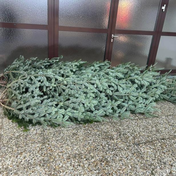 Zwei gefällte Tannenbäume liegen nebeneinander auf einem Steinboden vor einer Glastür.