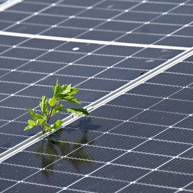 Ein grüner Pflanzentrieb wächst zwischen den dunklen Solarpaneelen hervor.