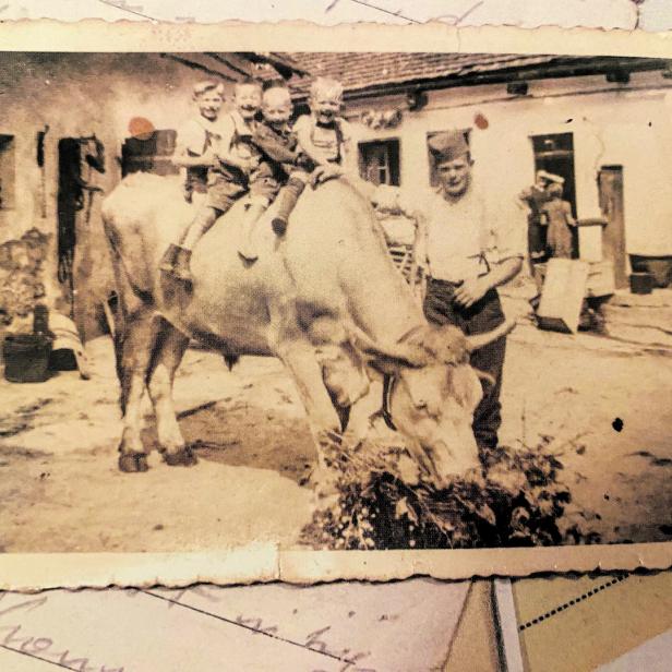 Roger Tempels seinerzeit mit einem Ochsen und vier Kindern am Hof der nö. Familie.