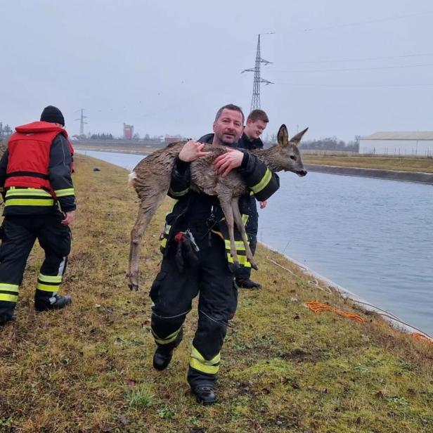Reh im Ennskanal
