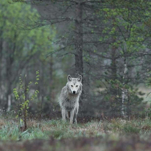 Ein weißgrauer Wolf steht im Wald und blickt direkt nach vorn.