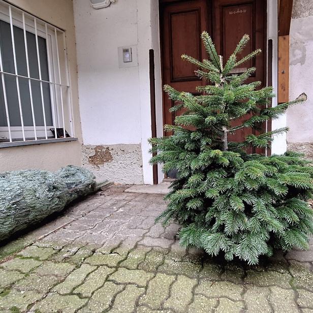 Wer will mich? Kurz vor Weihnachten war dieses schief gewachsene Exemplar der Familie Sommer um 25 Euro zu haben. Steht es nun in einem  Wohnzimmer? 