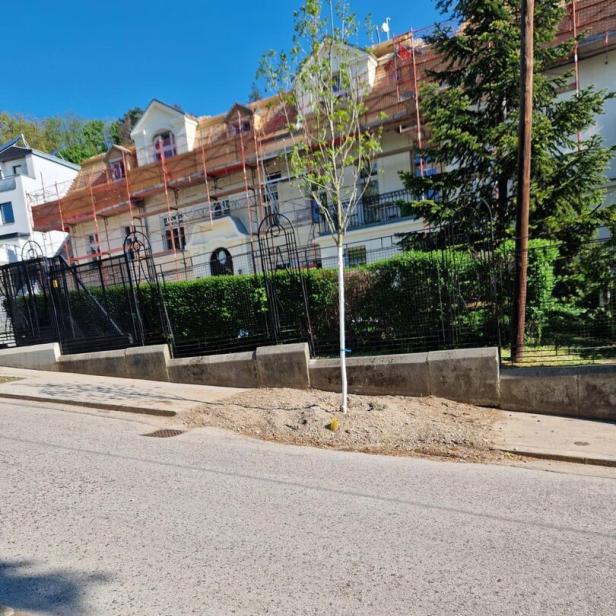 Jungbaum in Ottakring.