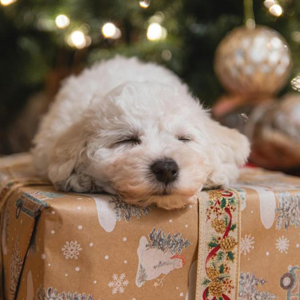 Ein Hund liegt auf einem Geschenk vor einem Christbaum.