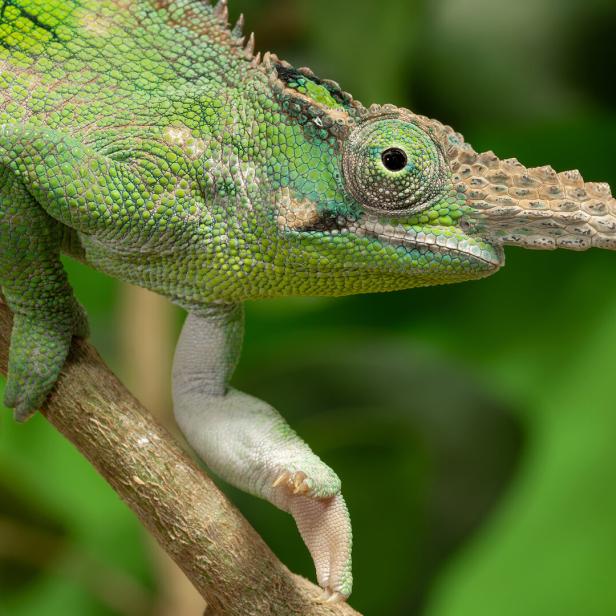 Ein Vosseler-Zweihornchamäleon auf einem Ast im Tiergarten Schönbrunn.