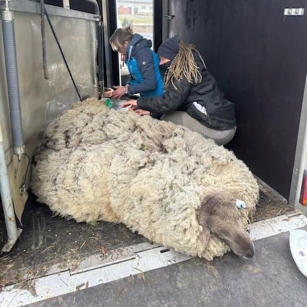 Zwei Personen versorgen ein großes, liegendes Schaf mit dicker Wolle in einem Anhänger.