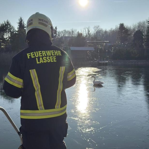 Schwanenrettung Lassee