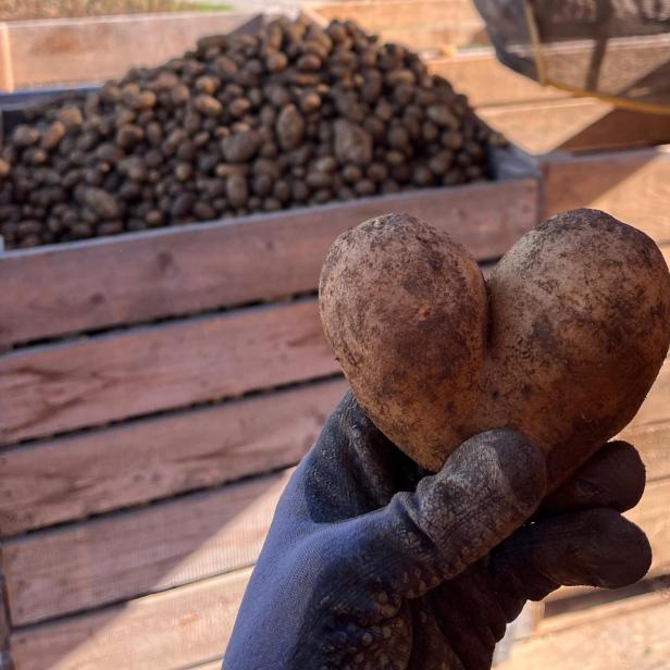 Erdäpfel Herz Biobauernhof Böhm