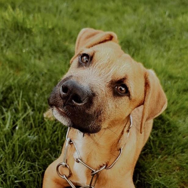 Ein brauner Hund mit dunkler Schnauze und silberner Kette liegt auf grünem Gras und schaut neugierig.