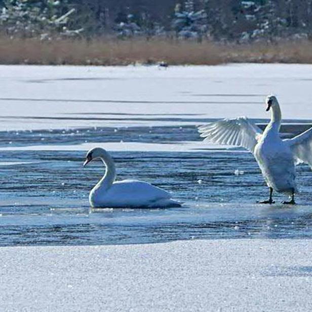 Auf einem gefrorenen See stehen und schwimmen zwei weiße Schwäne.