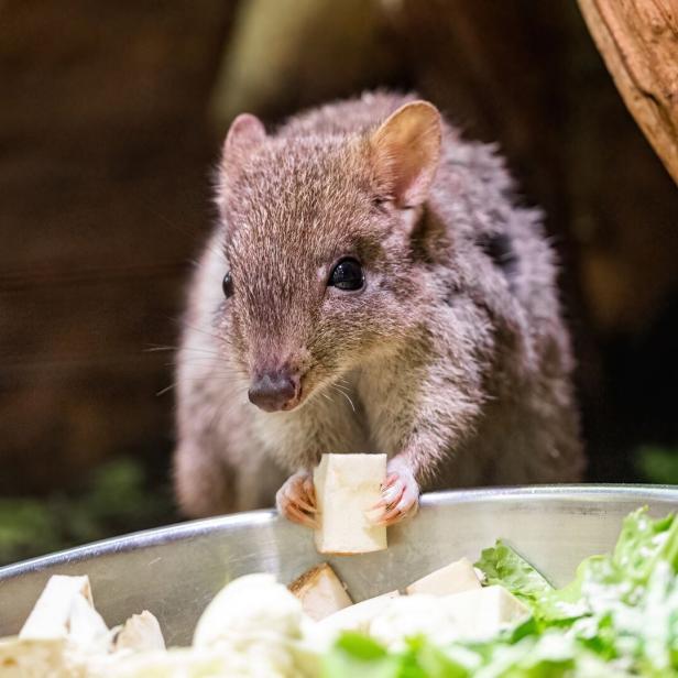 Bürstenschwanz-Rattenkänguru knabbert an Futter