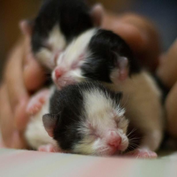 Drei neugeborene Kätzchen mit geschlossenen Augen liegen eng beieinander.