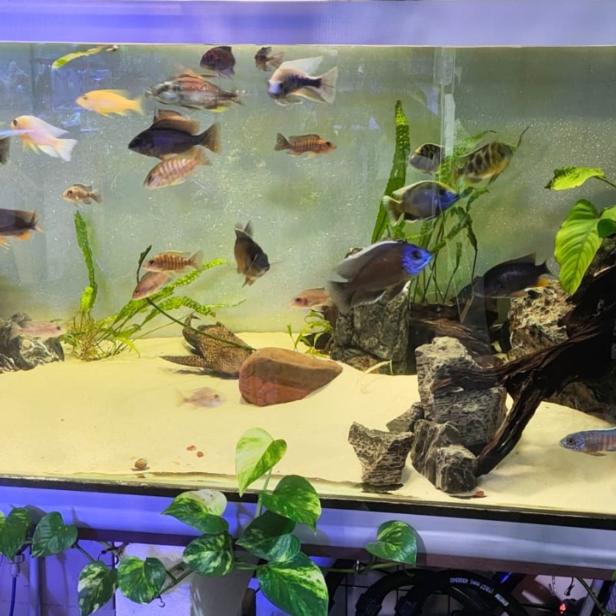 Mehrere bunte Fische schwimmen in einem Aquarium mit Sandboden, Steinen, Wurzeln und grünen Wasserpflanzen.