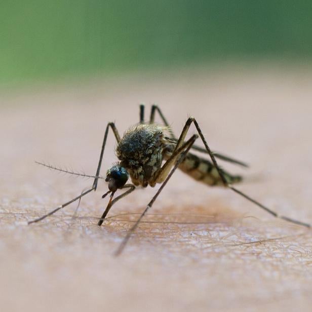 Eine Mücke sitzt auf menschlicher Haut und sticht mit ihrem Rüssel zu.