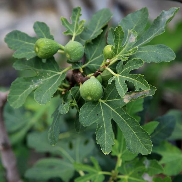 Feigenbäumchen mit einigen noch grünen Früchten