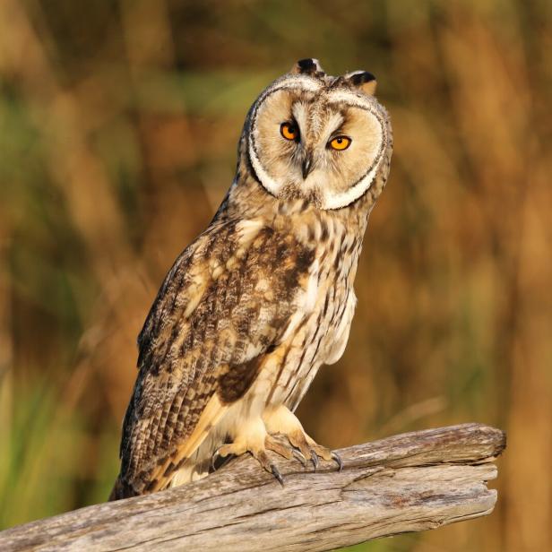 Eine Waldohreule mit orangefarbenen Augen sitzt auf einem Ast vor unscharfem Hintergrund.