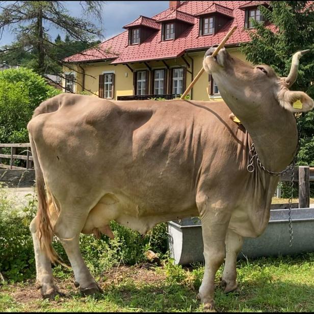Kuh auf einer Wiese, Häuser im Hintergrund.